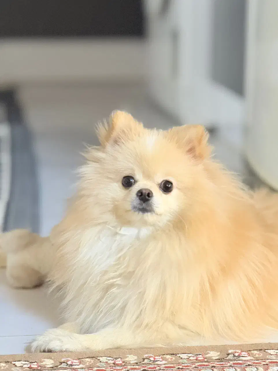 سگ پامر خرسی|سگ|کیش, |دیوار