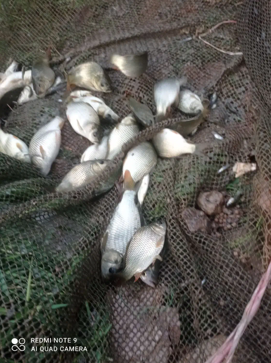 فروش ویژه بچه ماهی|ماهی|قائم‌شهر, |دیوار