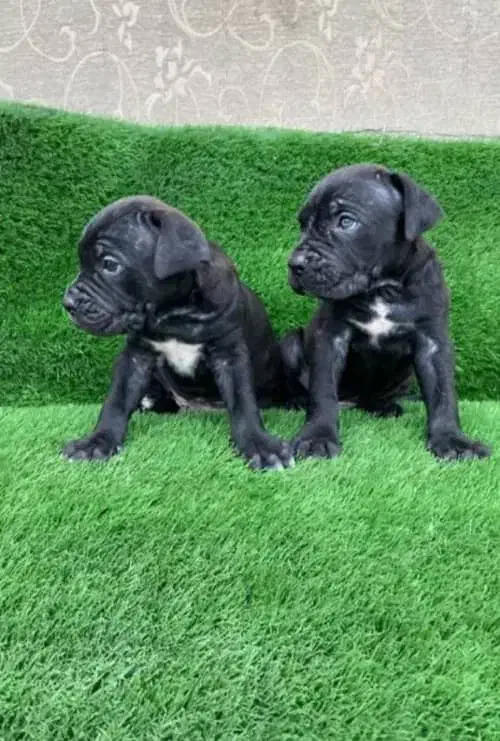 ماستیف ایتالیایی کنکورسو|سگ|اندیشه, اندیشه فاز ۳|دیوار