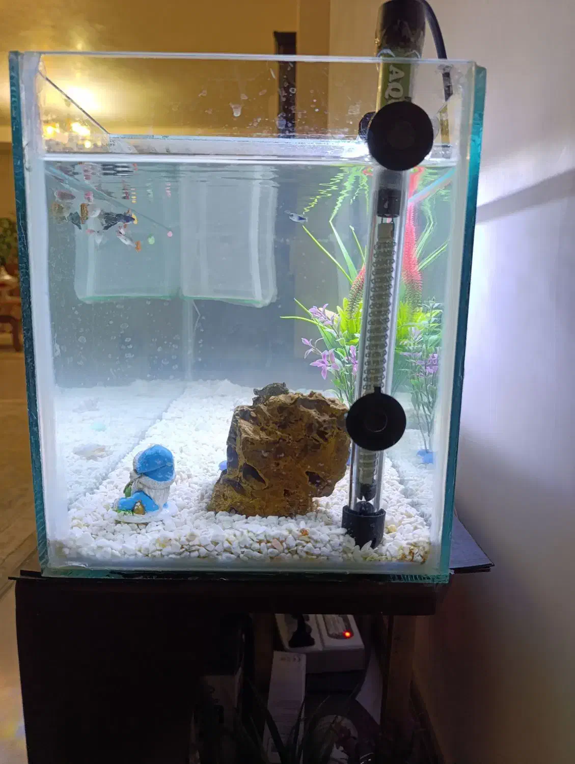 آکواریوم|ماهی|کرج, شهرک رضوانیه|دیوار