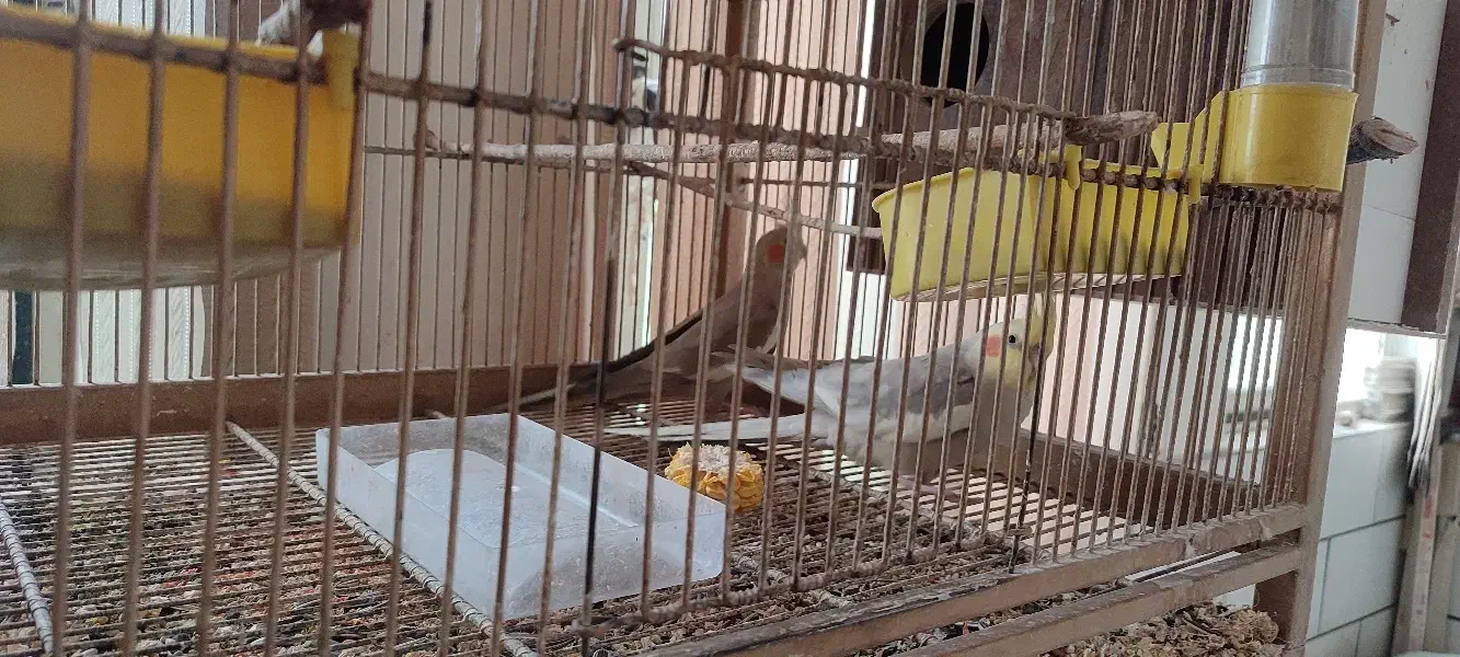 جفت‌عروس هلندی آهویی بادوتا جوجه|پرنده|قم, هنرستان|دیوار