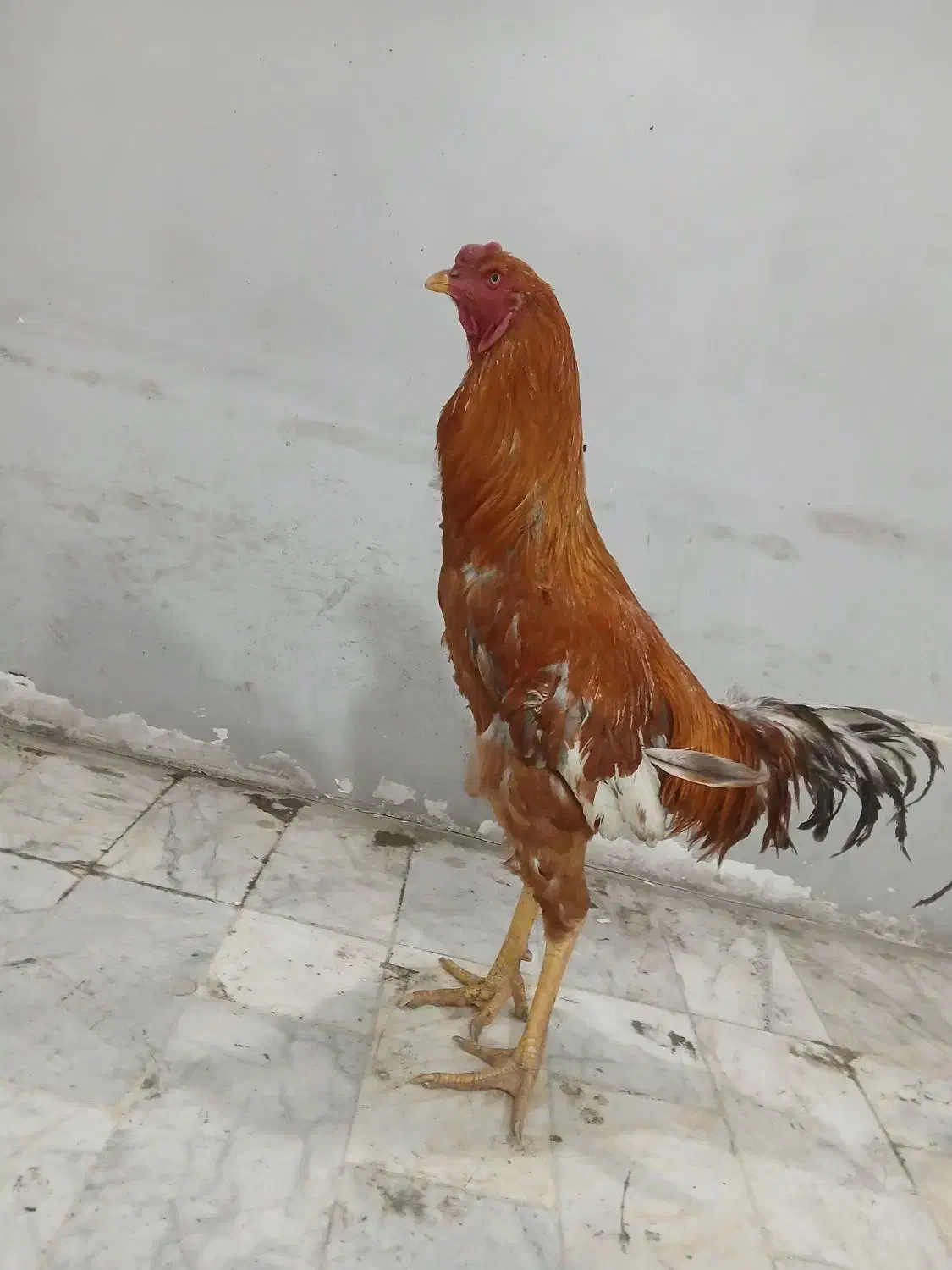 خروس لاری|حیوانات مزرعه|نسیم‌شهر, |دیوار