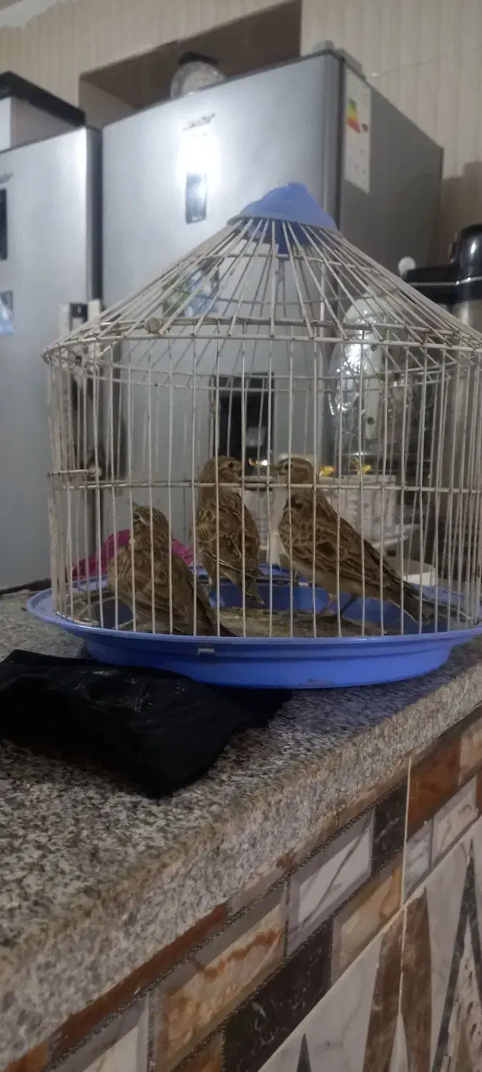 سپهری خوش رنگ سالم|پرنده|پائین جام, |دیوار