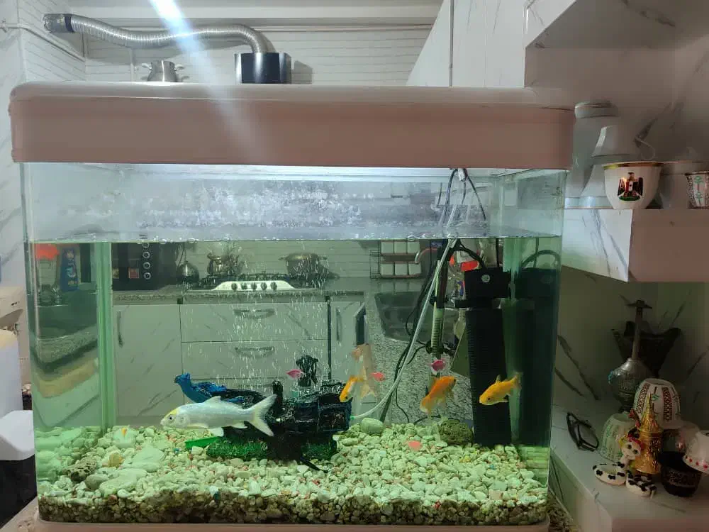 آکواریوم|ماهی|بوشهر, |دیوار