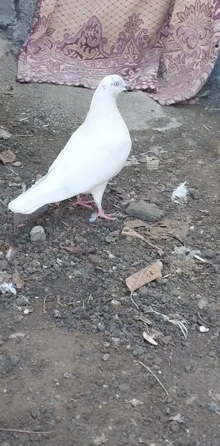 کبوتر ماده سالم بدونه هیچ مریض|پرنده|خلخال, |دیوار