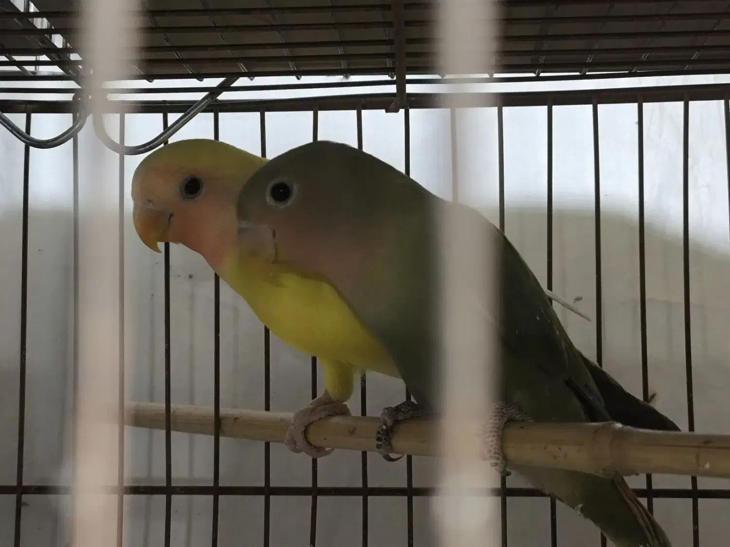 پرنده|پرنده|خمینی‌شهر, |دیوار