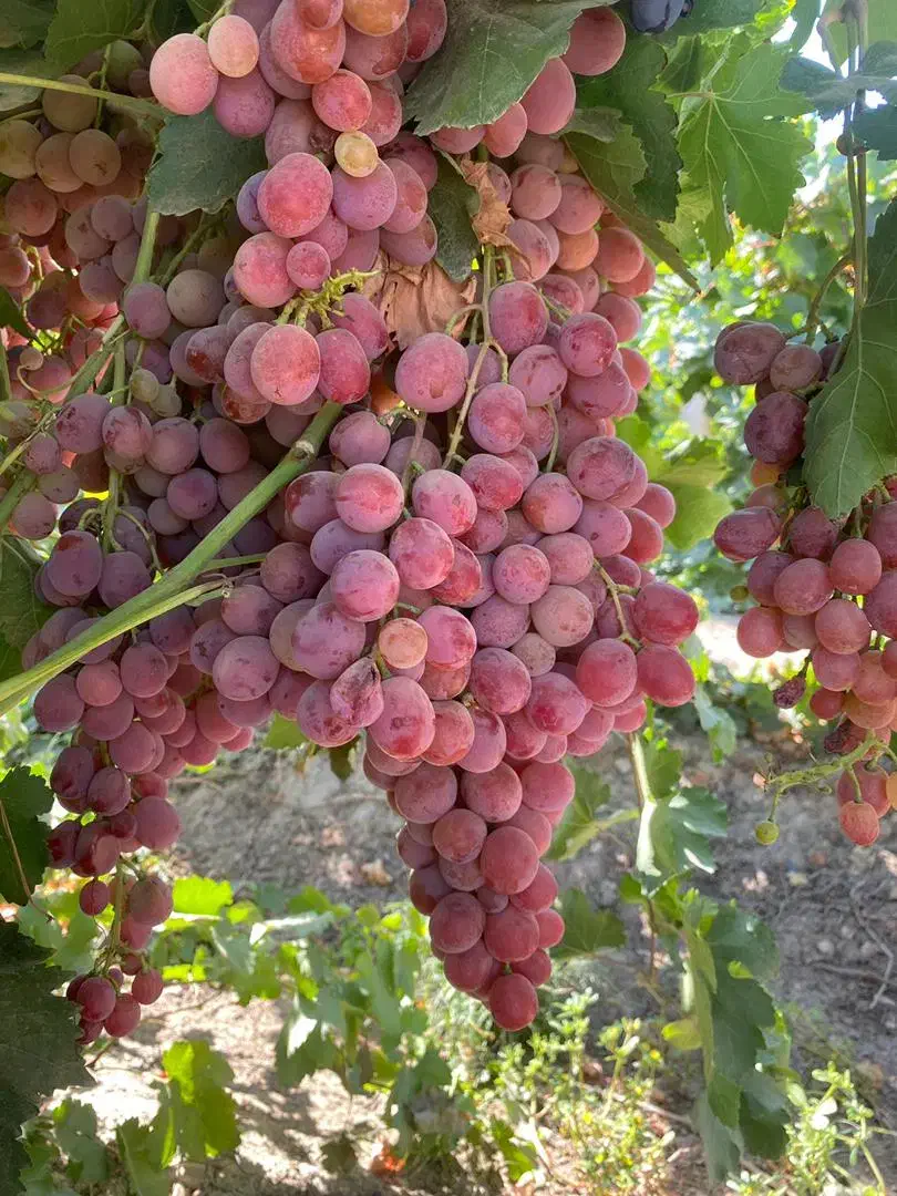 نهال و قلمه ی ارقام ایرانی و خارجی انگور|خدمات باغبانی و درختکاری|طاغنکوه, |دیوار