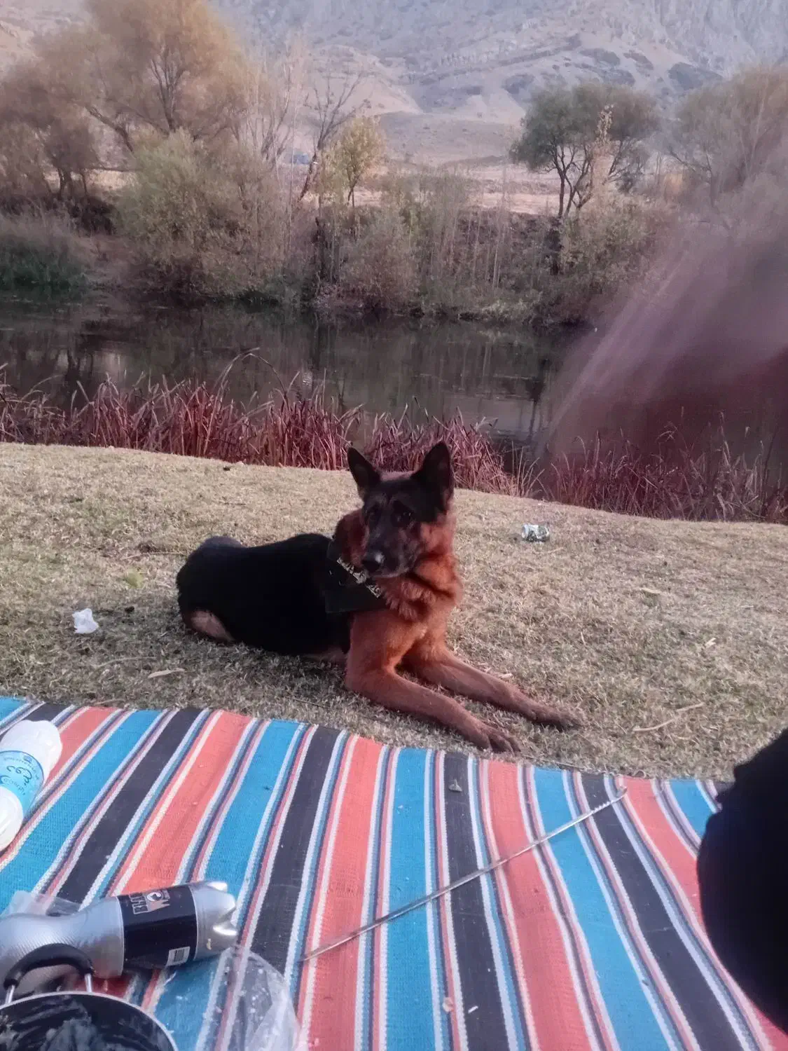 سگ گمشده|حیوانات|کرمانشاه, |دیوار