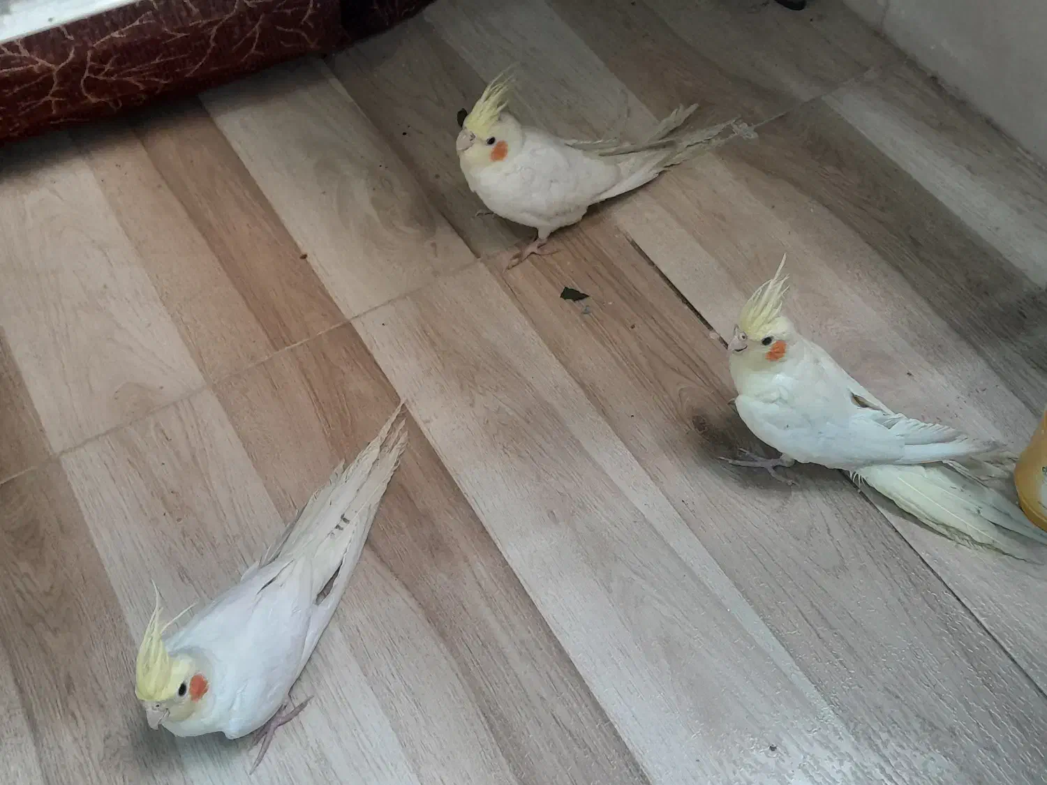 عروس هلندی دست اموز|پرنده|فردوس (خراسان), |دیوار