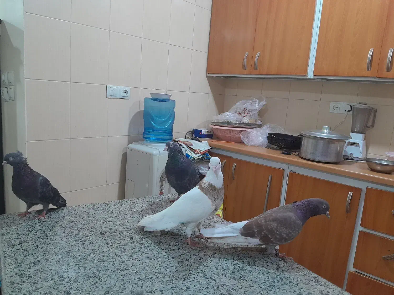 پرنده لوت.طوقی|پرنده|آبادان, |دیوار