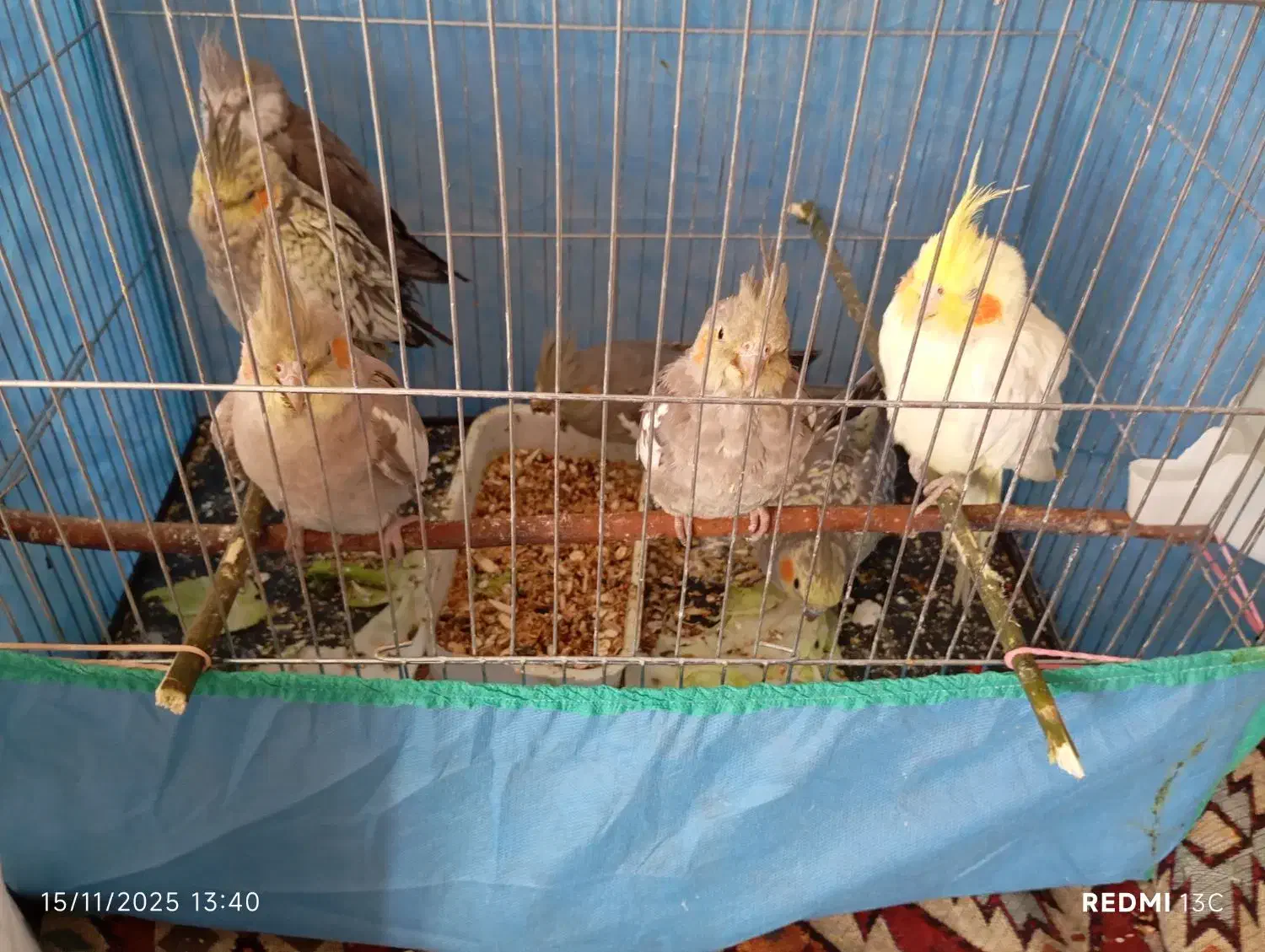 عروس هلندی|پرنده|بافت, |دیوار