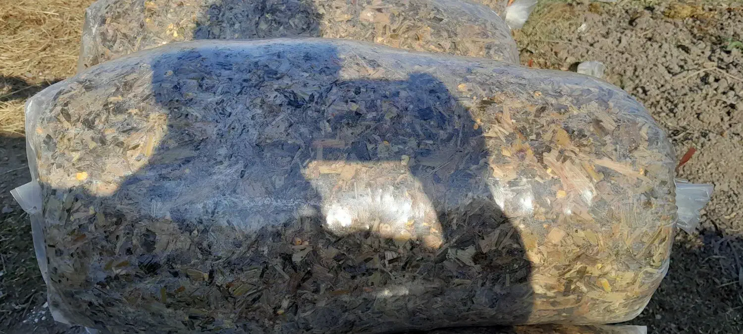 فروش ذرت علوفه یی|عمده‌فروشی|فاضل آباد, |دیوار