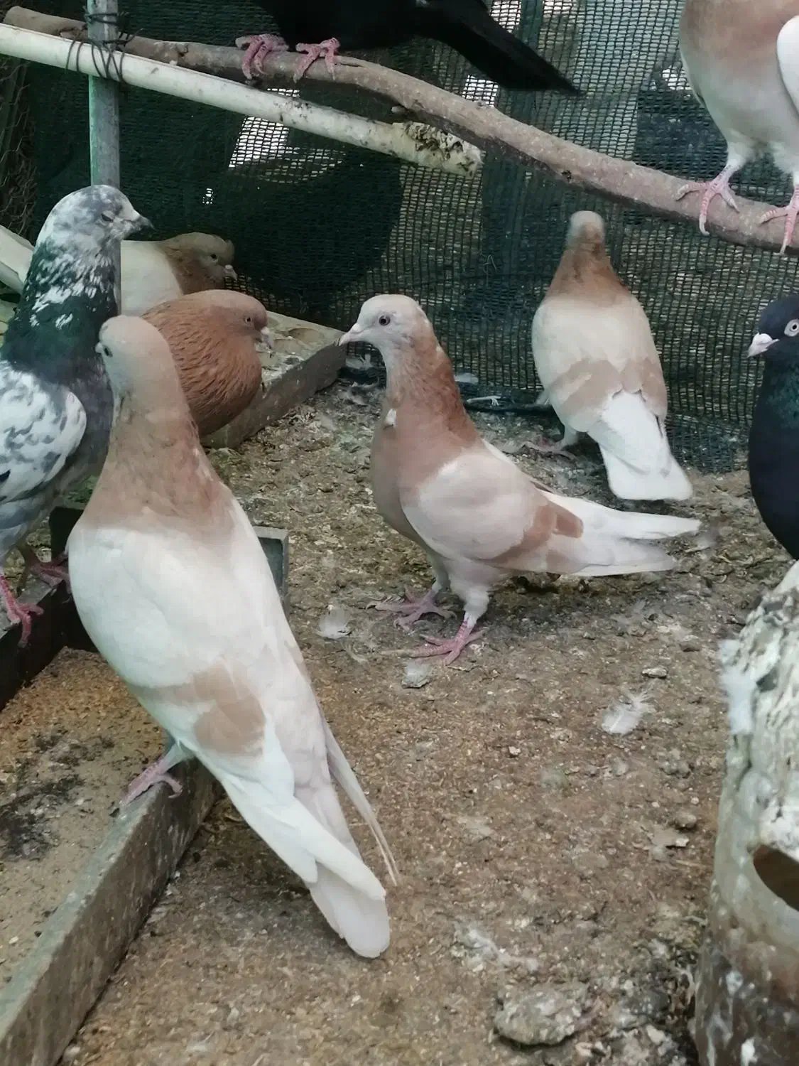 کفتر پرشی فروش و معاوضه با کفتر کشتنی|پرنده|یزد, |دیوار