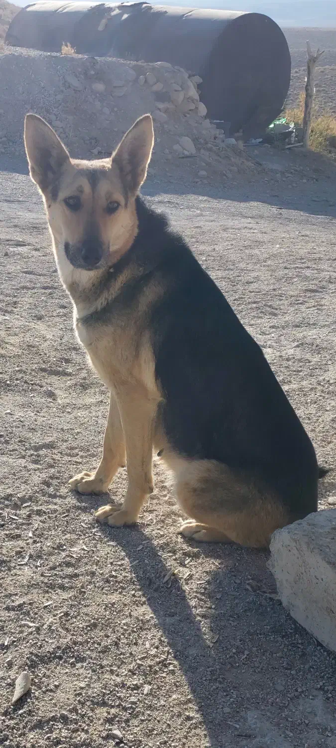 واگذاری حیوانات|سگ|اقلید, |دیوار