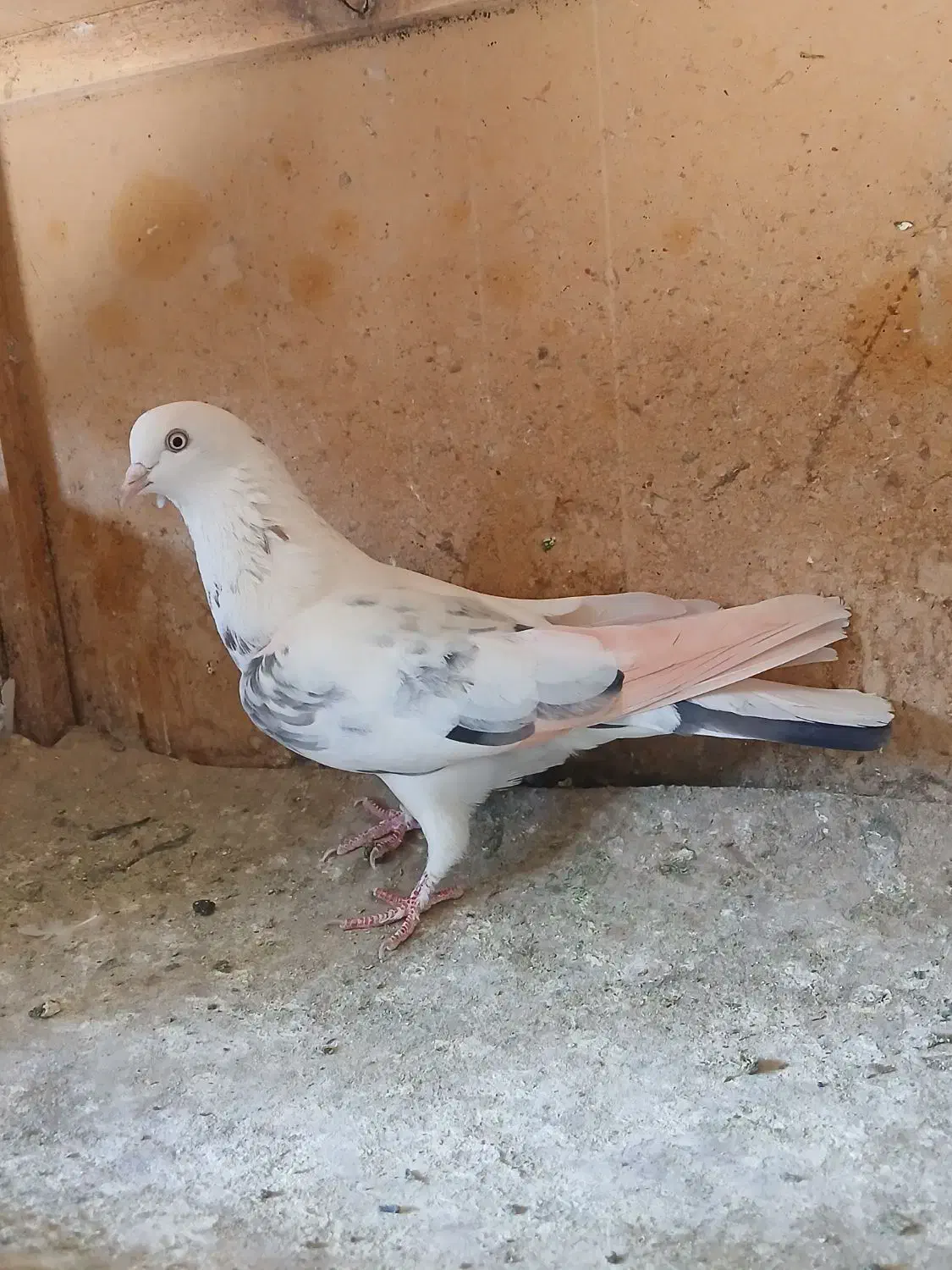 کبوتر|پرنده|تهران, مشیریه|دیوار