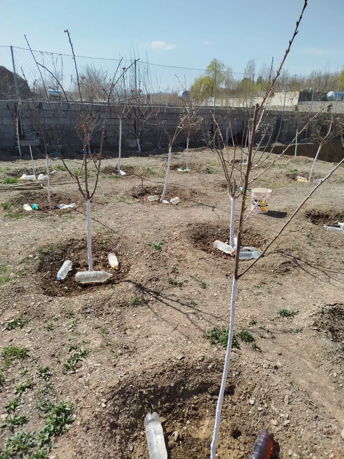 باغ فروشی در شاندیز ابراهیم خان|فروش زمین و ملک کلنگی|شاندیز, |دیوار