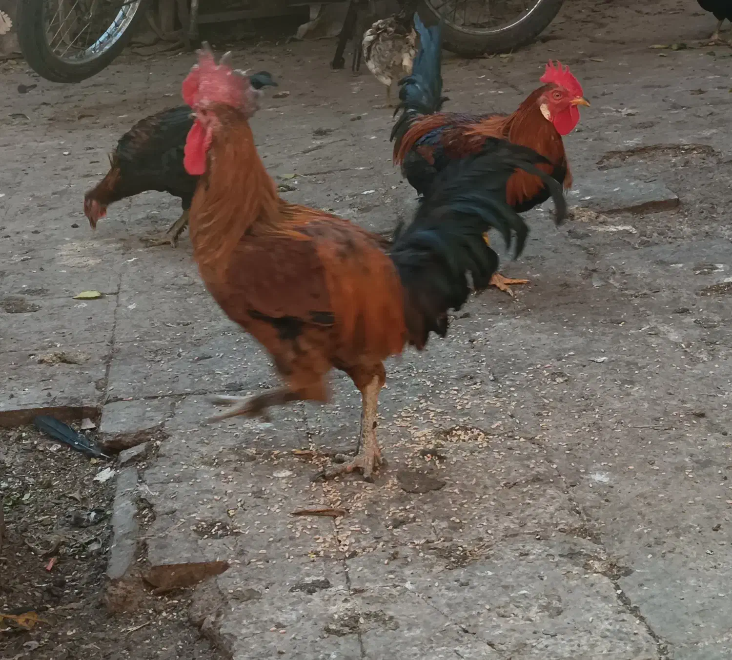 دوعدد خروس محلی به شرط|حیوانات مزرعه|شیراز, بازار|دیوار