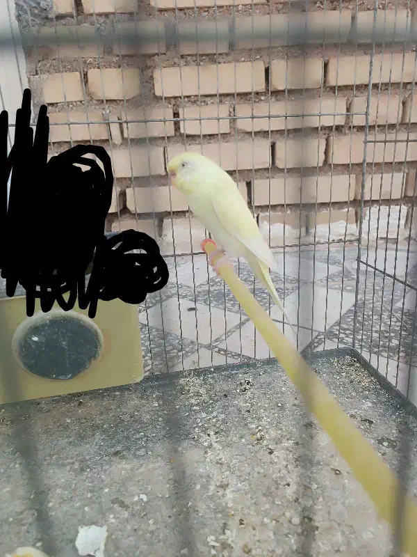 مرغ عشق ماده|پرنده|کرخه, |دیوار