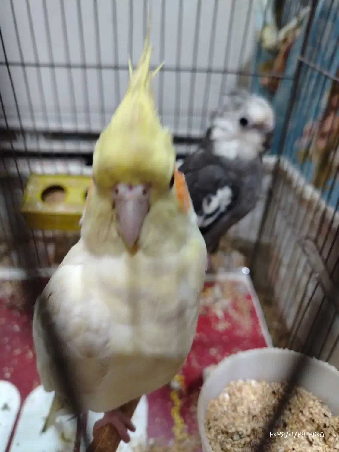 عروس هلندی|پرنده|قم, شهرک امام حسن|دیوار