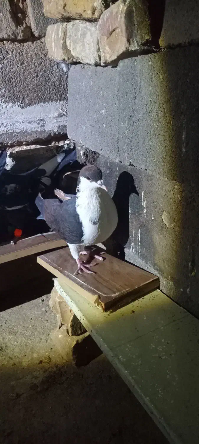 یک جفت سینه و یک ساده|پرنده|تربت جام, جامرود|دیوار