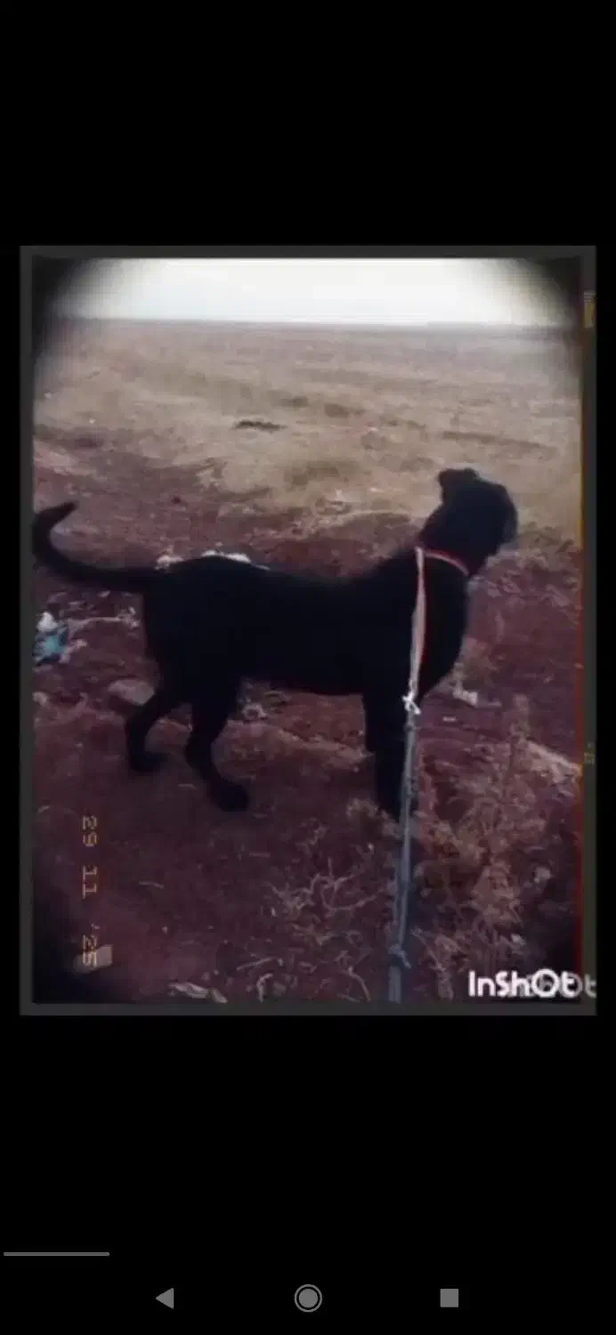 سگ گمشده عور|سگ|مشگین شهر, |دیوار