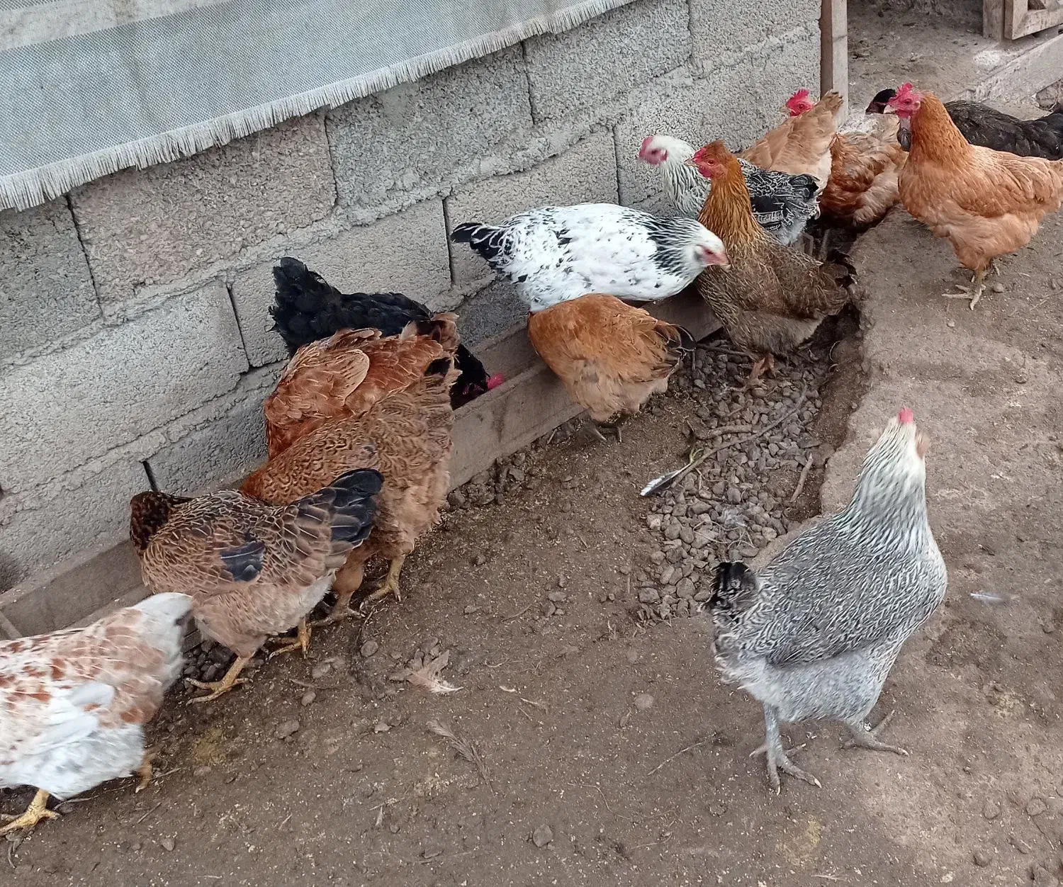 فروش مرغ محلی وگلپایگان و جوجه یکماه و نیم آمروک|حیوانات مزرعه|لشت نشا, |دیوار