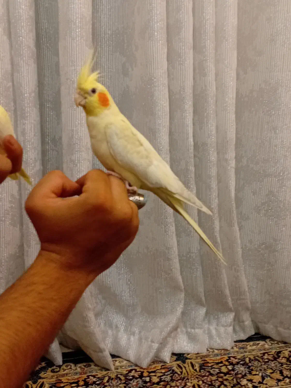 عروس هلندی لوتینو ماده رام ودستی|پرنده|قدس, شهر‌قدس|دیوار