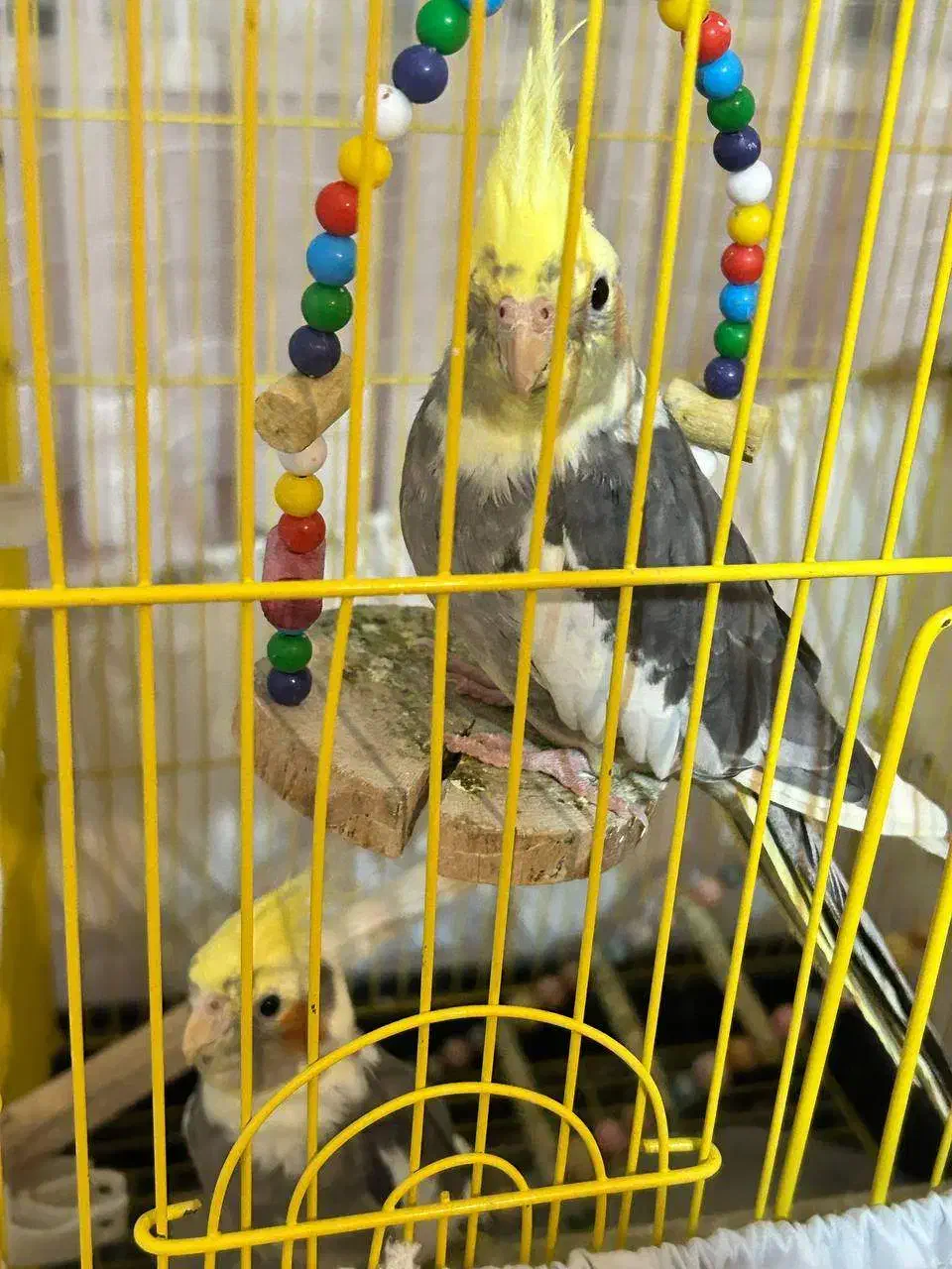 واگذاری عروس هلندی|پرنده|ساری, |دیوار