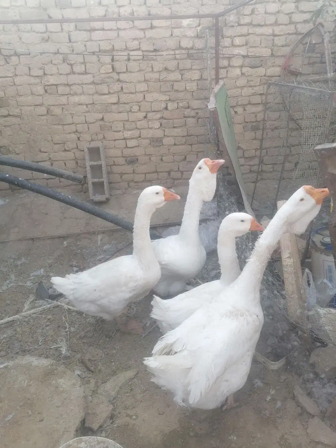 قو غاز خالماگور|حیوانات مزرعه|همدان, |دیوار