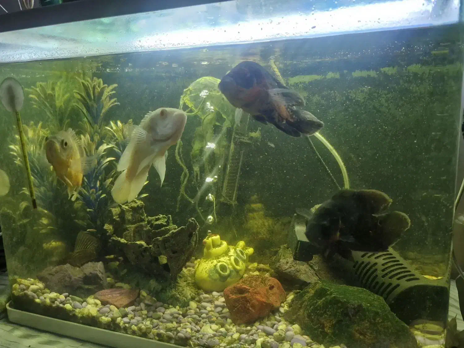 آکواریوم|ماهی|قزوین, |دیوار