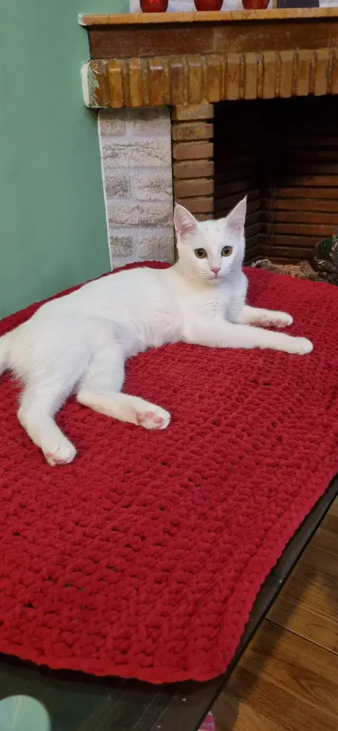 واگذاری گربه|گربه|بندر انزلی, کوی بهار|دیوار