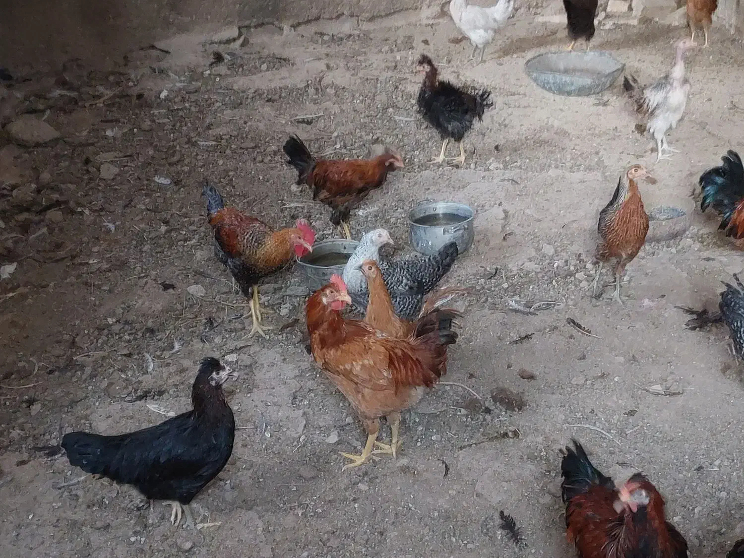 جوجه خروس و جوجه باری محلی|حیوانات مزرعه|کازرون, |دیوار