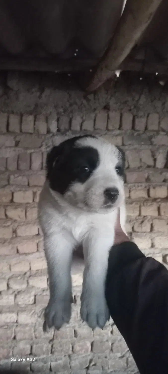 سگ الابای|سگ|گرگان, |دیوار