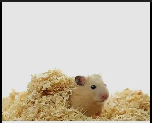 همستر|موش و خرگوش|مشگین شهر, |دیوار