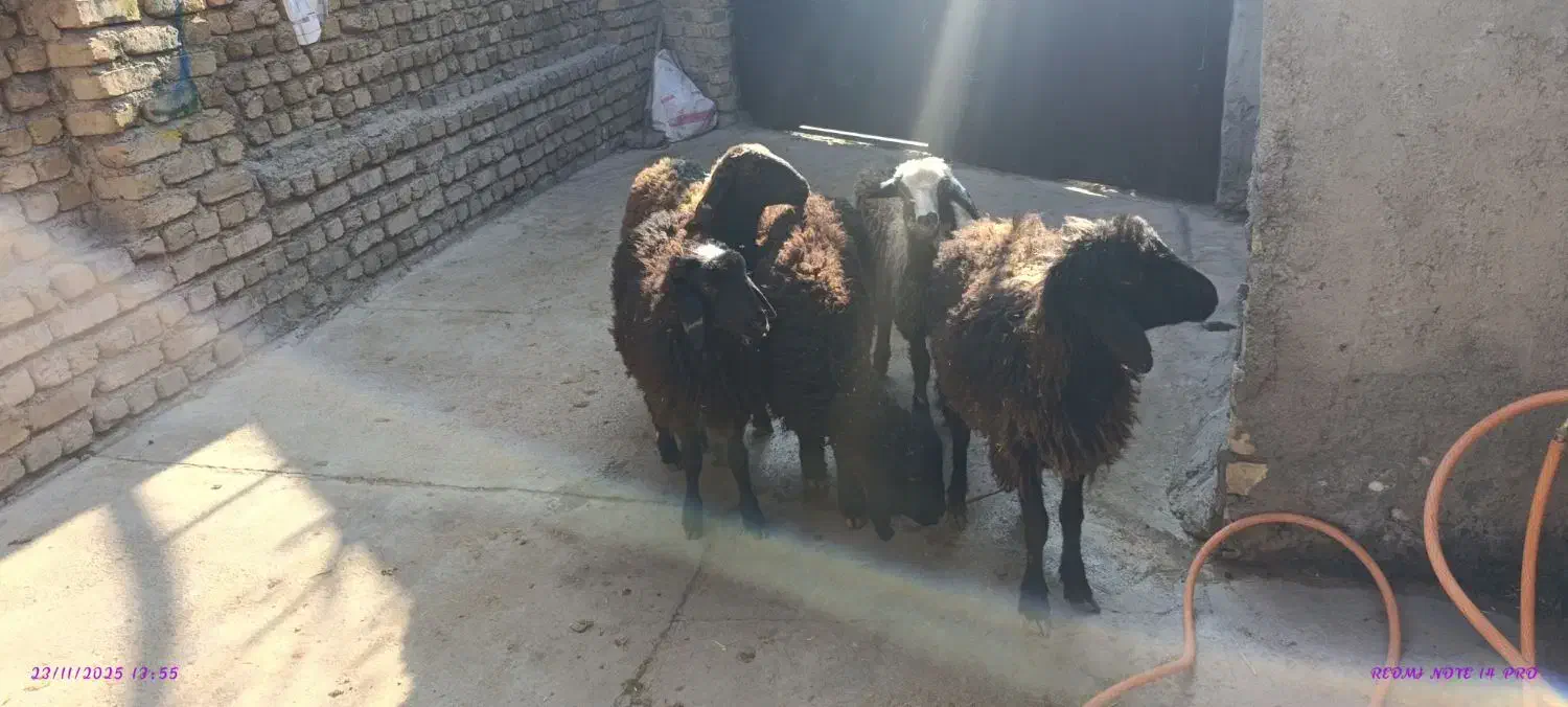 4راس نر1راس ماده شیرمست|حیوانات مزرعه|قزوین, |دیوار