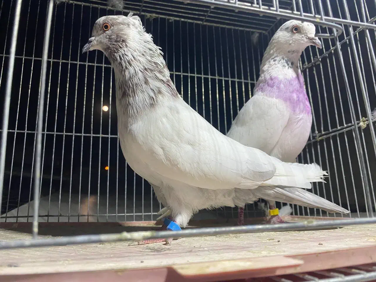 کبوتر|پرنده|قیدار, |دیوار