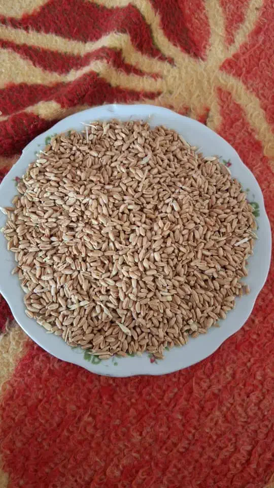 گندم|عمده‌فروشی|ایزدخواست, |دیوار