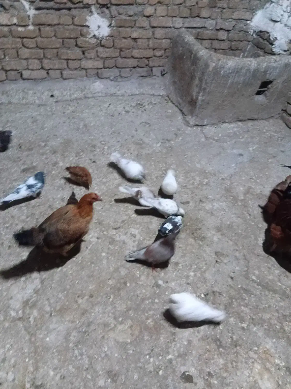 کبوتر|پرنده|سیلاخور, |دیوار