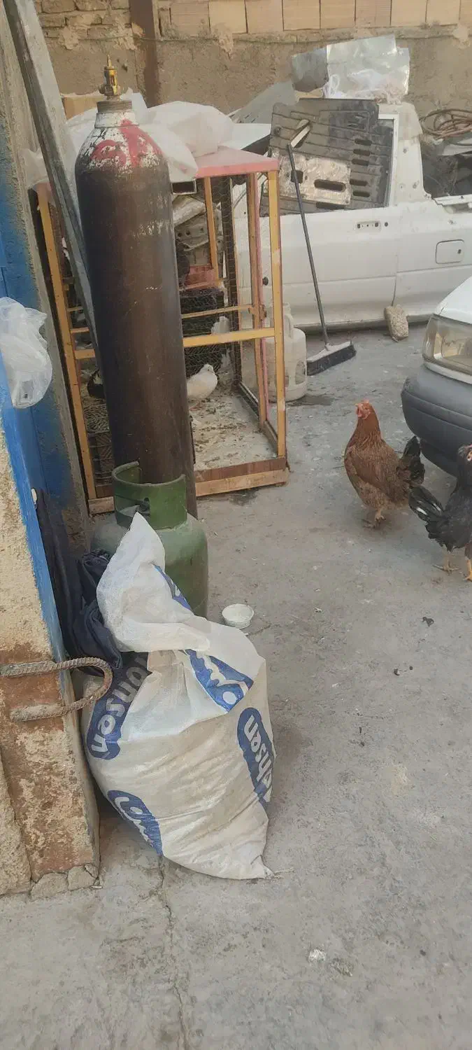 فروش مرغ و خروس محلی|حیوانات مزرعه|پاکدشت, پاکدشت (مامازند)|دیوار