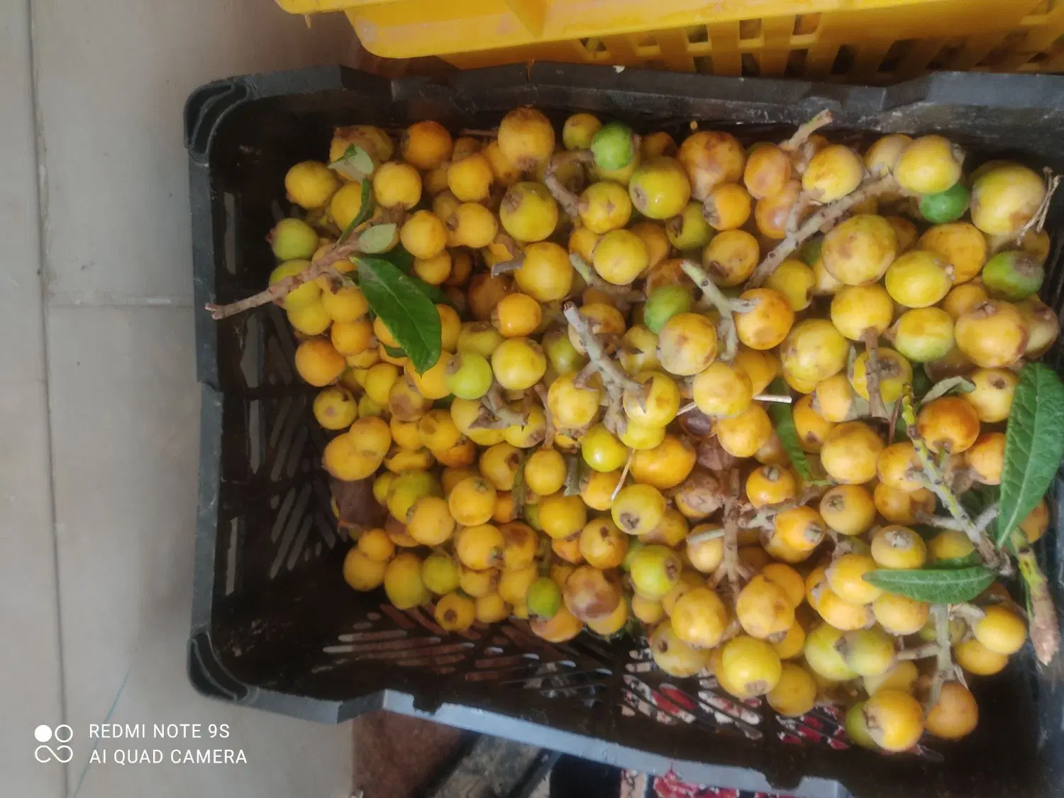 ازگیل|خوردنی و آشامیدنی|شیراز, نیایش|دیوار