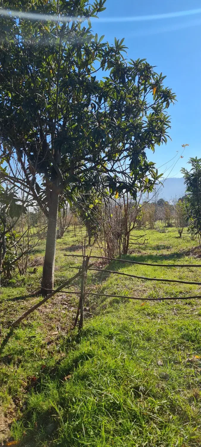 ۴۴۰۰متر زمین تنکابن،استخرسر،رهن واجاره جهت گلخانه.|اجارهٔ دفتر صنعتی، کشاورزی، تجاری|خرم‌آباد (تنکابن), |دیوار