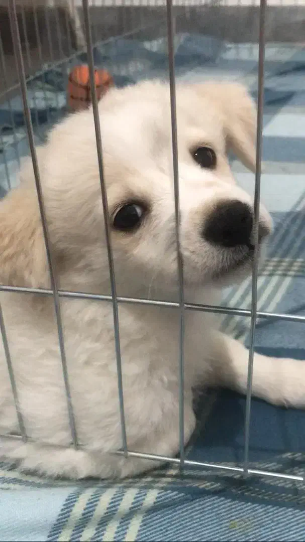 واگذاری پت نر|سگ|تهران, ابوذر|دیوار