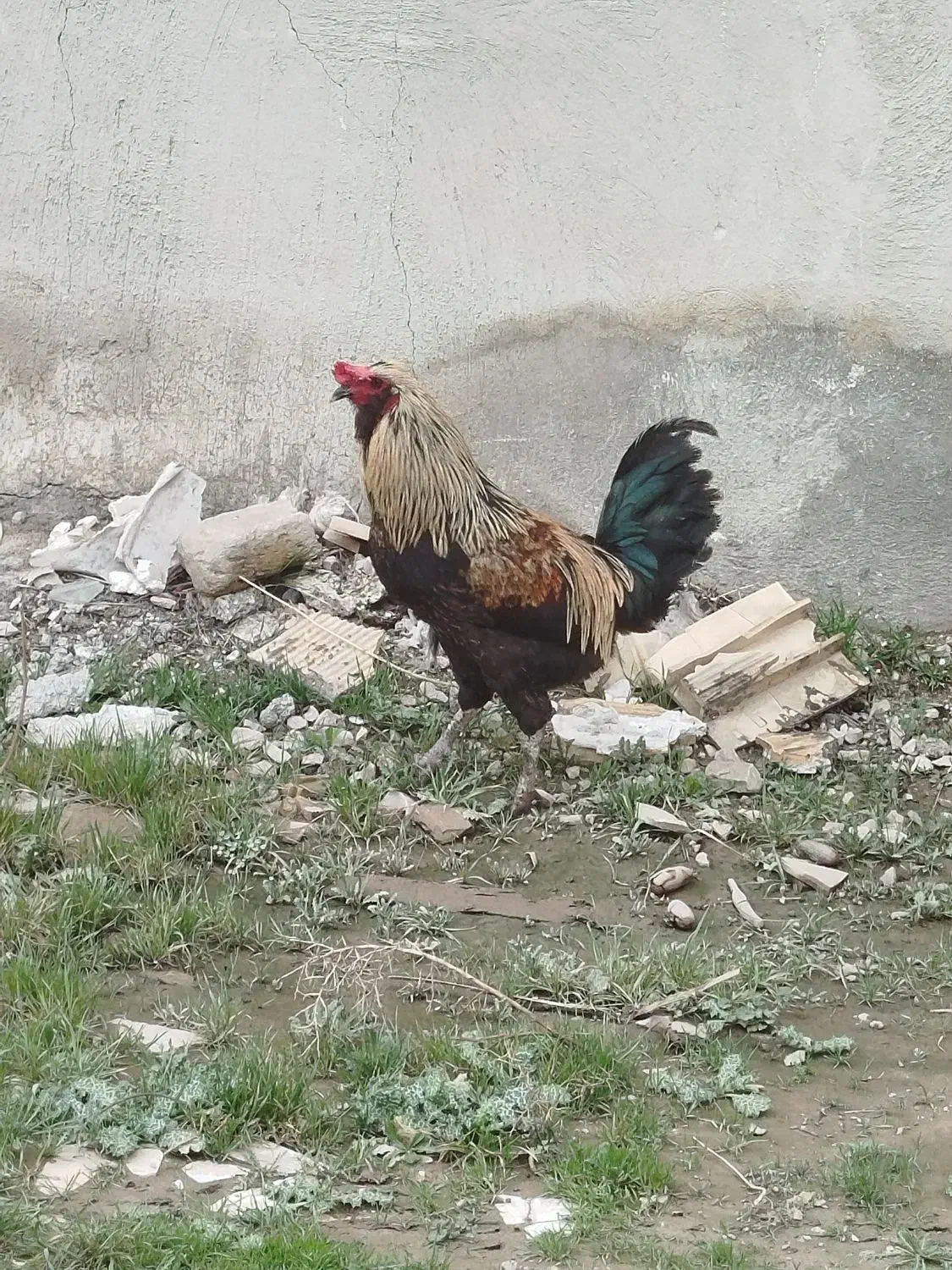 خروس دورگه|حیوانات مزرعه|سرپل ذهاب, |دیوار