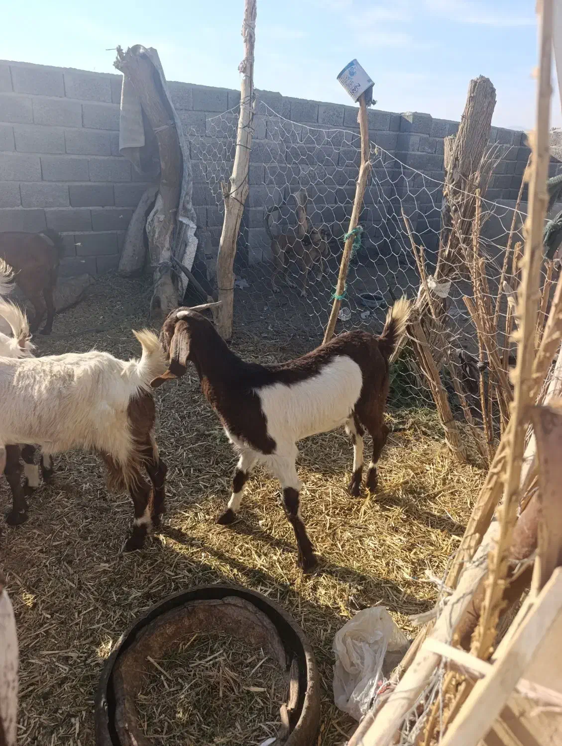 دوتا گیسه پاکستانی قیمت دوتا 15تومن|حیوانات مزرعه|قلعه گنج, |دیوار