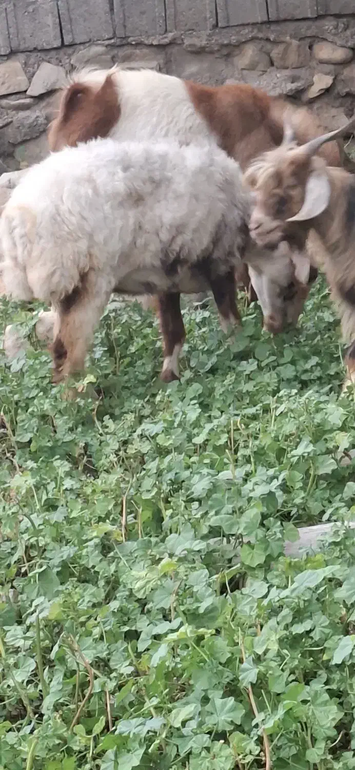 میش|حیوانات مزرعه|بندر کنگان, |دیوار