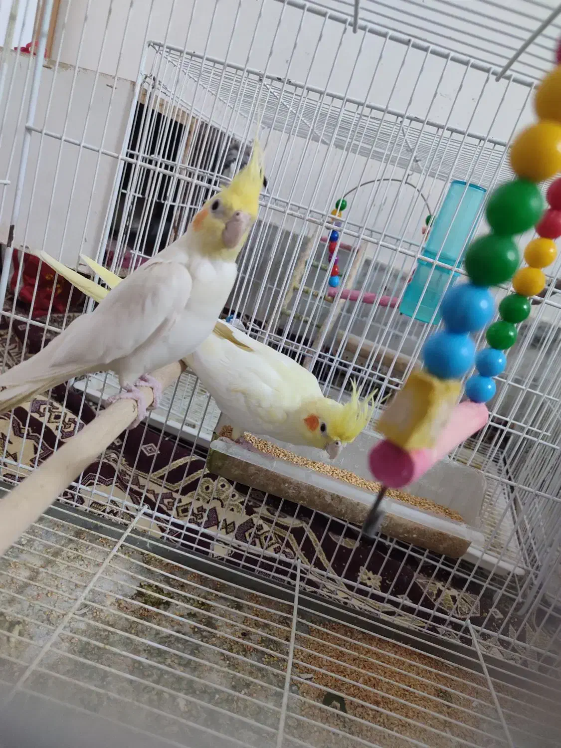 پرنده|پرنده|سبزوار, باهنر|دیوار