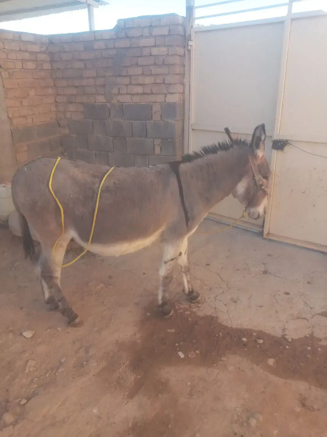 الاغ فروشی|حیوانات مزرعه|همایجان, |دیوار