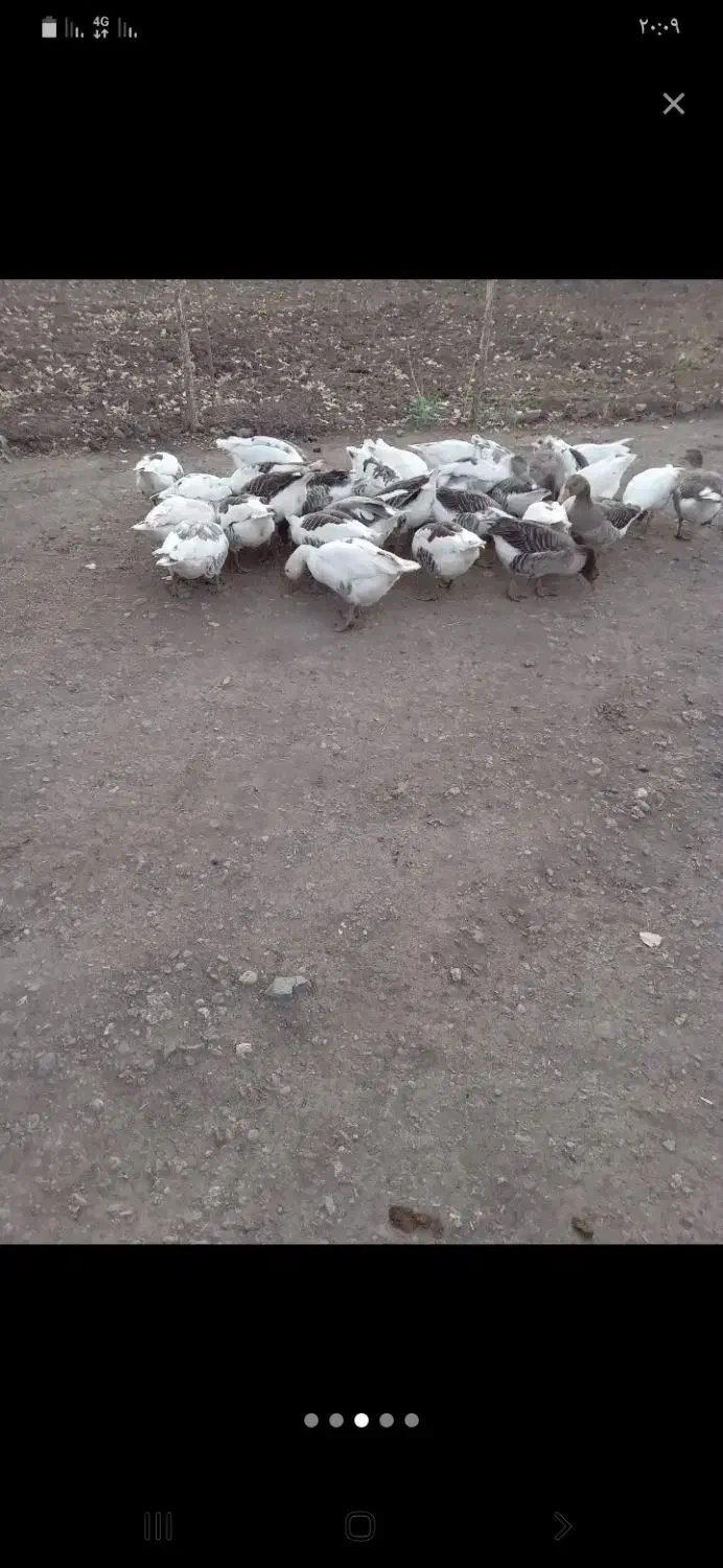 غاز‌محلی زنده و پرکنده درخدمتیم|حیوانات مزرعه|ماکو, |دیوار