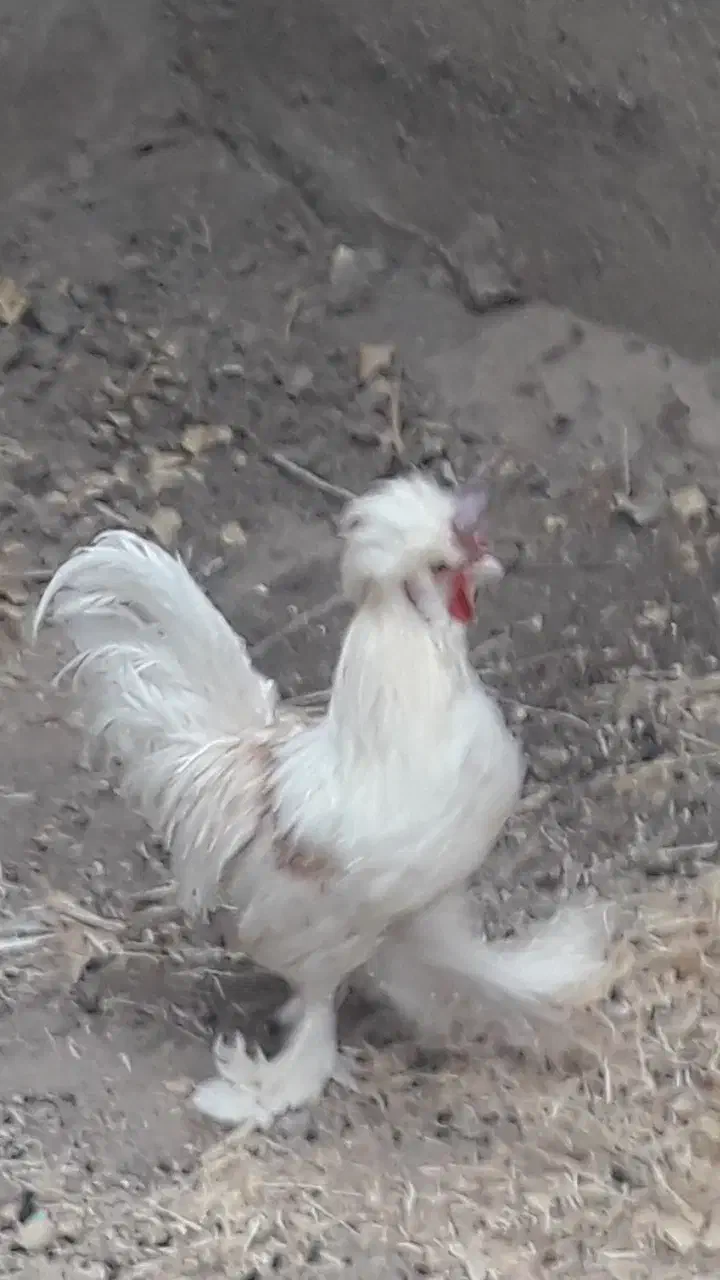 خروس|حیوانات مزرعه|آران و بیدگل, |دیوار