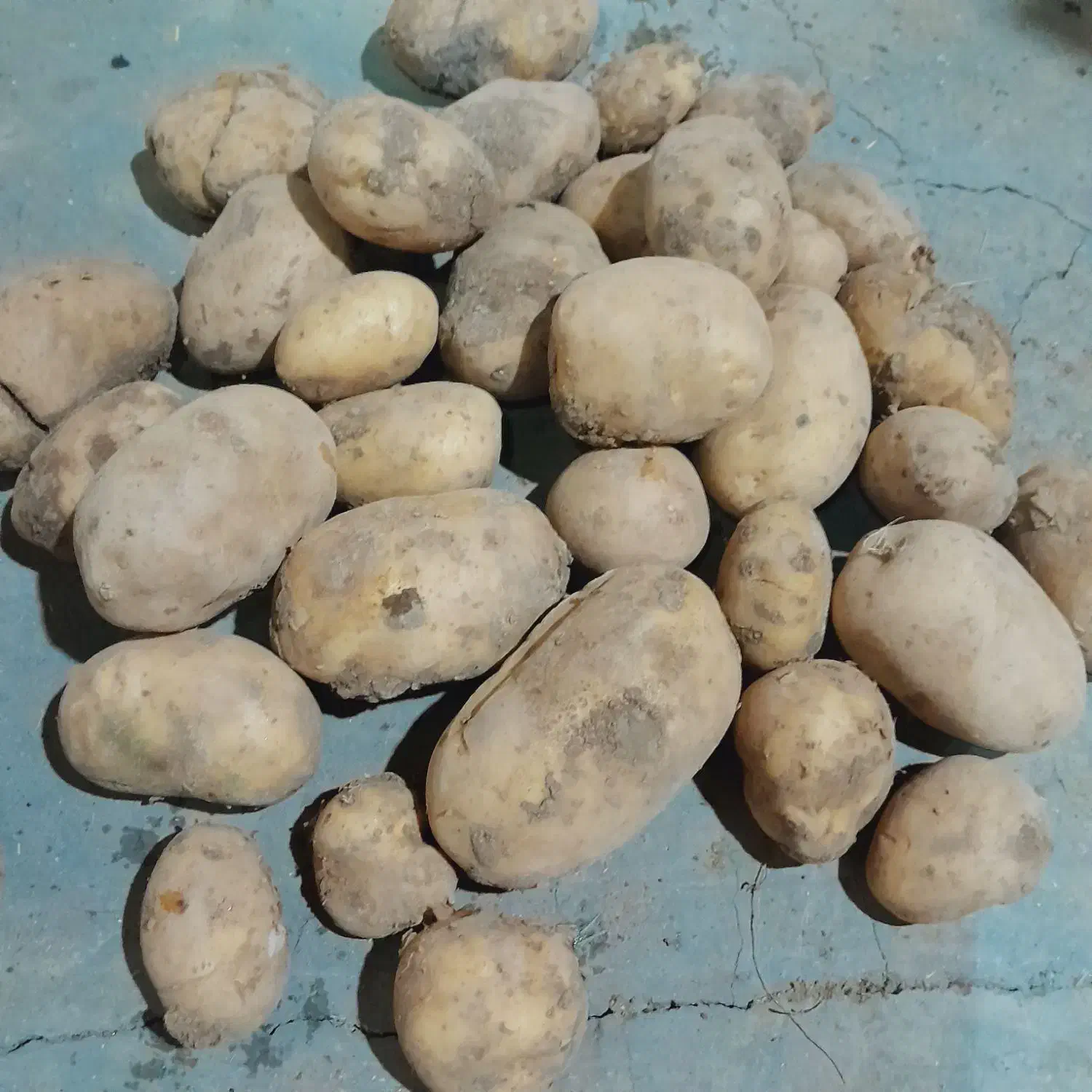 فروش 400کیلو سیب زمینی درجه یک|خوردنی و آشامیدنی|دهگلان, |دیوار